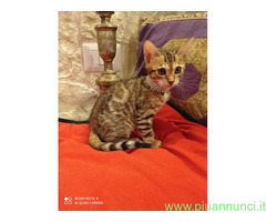 Bengala gatto