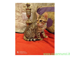 Bengala gatto