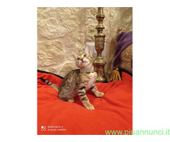 Bengala gatto