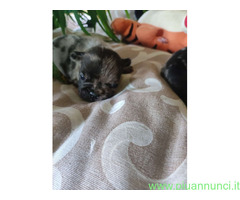 Bouledogue francese cuccioli