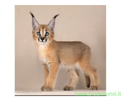 Gattino caracal disponibile
