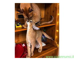 Gattino caracal disponibile