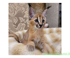 Gattino caracal disponibile
