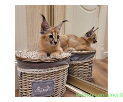 Gattino caracal disponibile