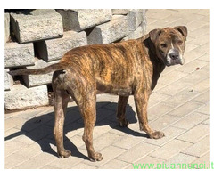 In regalo CANE METICCIO