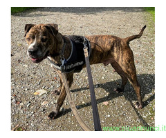 In regalo CANE METICCIO