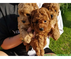 In regalo cuccioli di barboncino