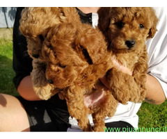 In regalo cuccioli di barboncino