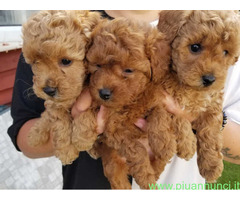 In regalo cuccioli di barboncino