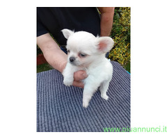 Chihuahua mini