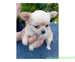 Chihuahua mini