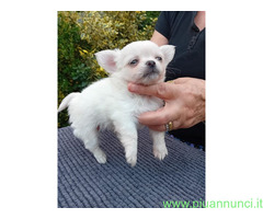 Chihuahua mini