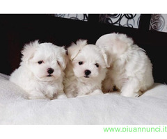 Maltese toy maschietti