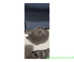 Gattini British shorthair