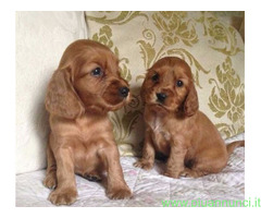 Cocker Spaniel cuccioli