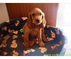 Cocker Spaniel cuccioli