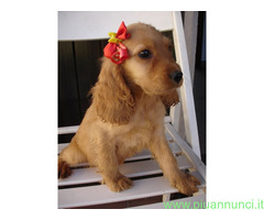 Cocker Spaniel cuccioli