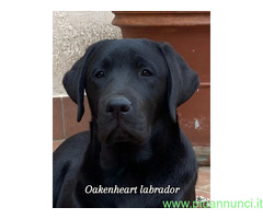 Cuccioli Labrador