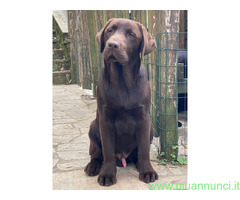 Cuccioli Labrador