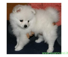 Volpini toy cuccioli