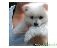 Volpini toy cuccioli