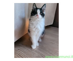 Maine Coon