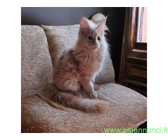 Maine Coon