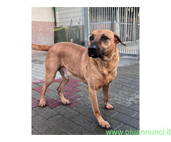 In regalo CANE METICCIO