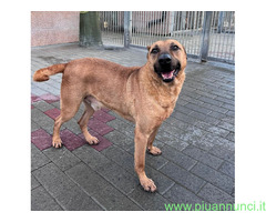 In regalo CANE METICCIO