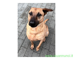 In regalo CANE METICCIO