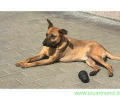 In regalo CANE METICCIO