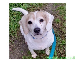 In regalo CANE BEAGLE
