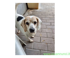 In regalo CANE BEAGLE