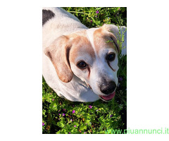In regalo CANE BEAGLE