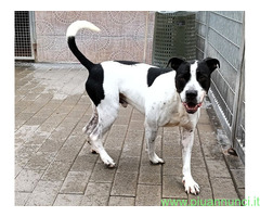In regalo CANE METICCIO