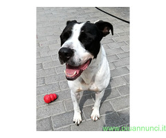 In regalo CANE METICCIO