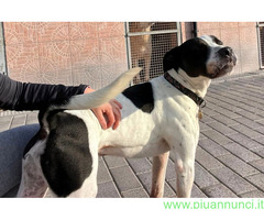 In regalo CANE METICCIO