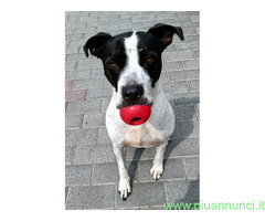 In regalo CANE METICCIO