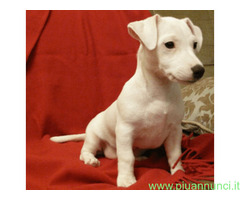 Jack Russell cuccioli