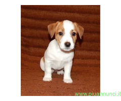 Jack Russell cuccioli