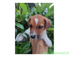 Jack Russell cuccioli
