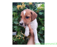 Jack Russell cuccioli