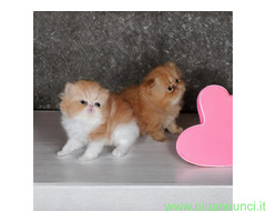Persiani pedigree CFA