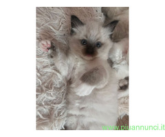 Gatto ragdoll