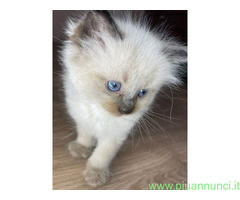 Gatto ragdoll