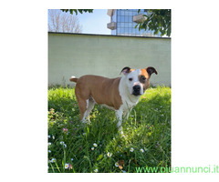 In regalo CAGNOLINA METICCIA