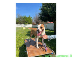 In regalo CAGNOLINA METICCIA