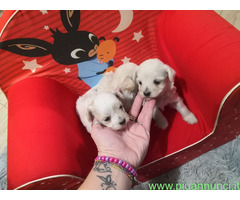 Maltipoo cuccioli