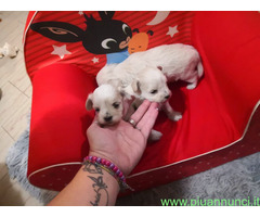Maltipoo cuccioli
