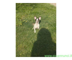 Chihuahua mini toy maschietto - 1
